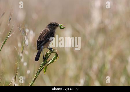 Steinkäfer Weibchen auf Gras mit Raupe (Saxicola torquata) Stockfoto