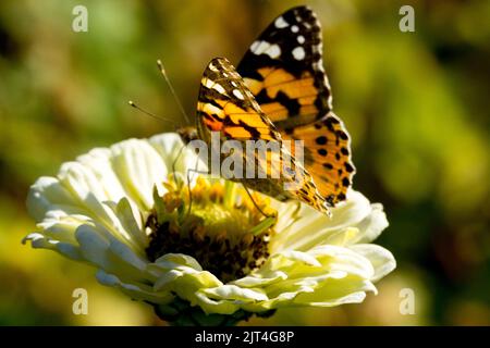 Schmetterling auf weißen Zinnia elegans gemalte Dame Schmetterling Vanessa cardui Schmetterling Fütterung Nektar aus Blume Stockfoto