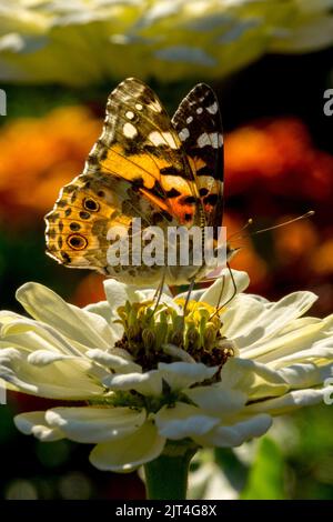 Gemalte Dame Schmetterling auf Zinnia Stockfoto