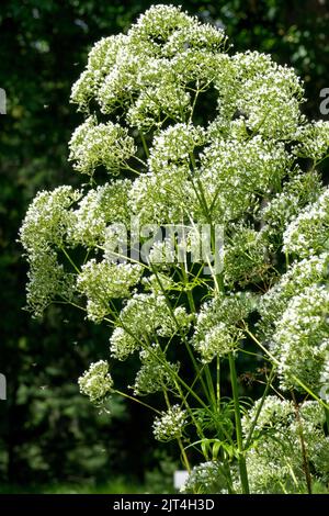 Baldrian, Baldriana officinalis, Weißer Baldrian, Pflanze, Blühen im Sommergarten, Heilkraut Stockfoto