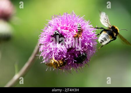 Insekten auf der Blume Flying Bumble Bee, Buff-tailed Hummel, Bugs und Bienen, die sich in Blume Queen Annes Thistle Cirsium canum ernähren Stockfoto