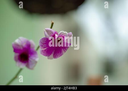 Lila Orchideen sind typische Orchideen der Tropen, die überall in den Ländern oder Gärten von Bauern zu finden sind. Stockfoto