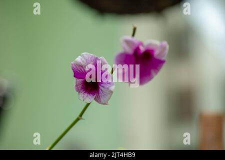 Lila Orchideen sind typische Orchideen der Tropen, die überall in den Ländern oder Gärten von Bauern zu finden sind. Stockfoto