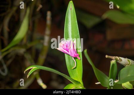 Lila Orchideen sind typische Orchideen der Tropen, die überall in den Ländern oder Gärten von Bauern zu finden sind. Stockfoto