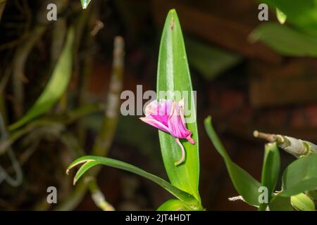 Lila Orchideen sind typische Orchideen der Tropen, die überall in den Ländern oder Gärten von Bauern zu finden sind. Stockfoto