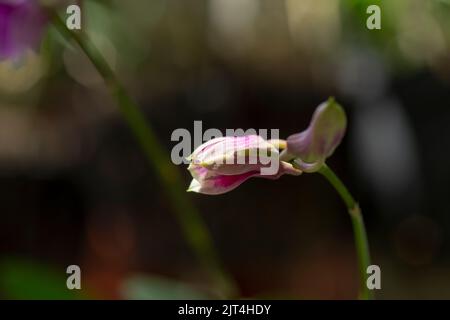 Lila Orchideen sind typische Orchideen der Tropen, die überall in den Ländern oder Gärten von Bauern zu finden sind. Stockfoto