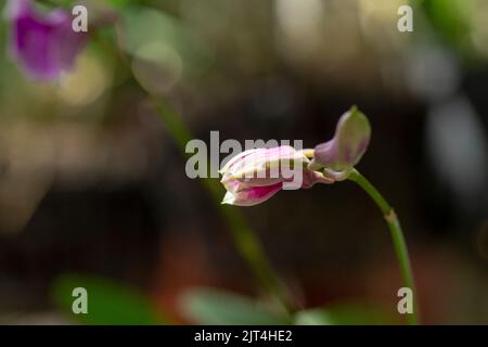 Lila Orchideen sind typische Orchideen der Tropen, die überall in den Ländern oder Gärten von Bauern zu finden sind. Stockfoto