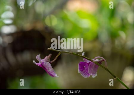 Lila Orchideen sind typische Orchideen der Tropen, die überall in den Ländern oder Gärten von Bauern zu finden sind. Stockfoto