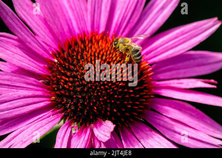 Honigbiene auf Echinacea Blütenkopf Coneflower Bee Sommerblume Stockfoto