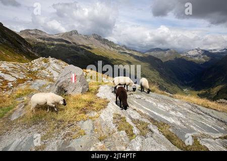 Schafe weiden über dem Gschlosstal und dem Innergschlößdorf im nationalpark hohe tauern in Osttirol, Österreich Stockfoto