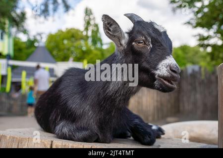 Nahaufnahme Porträt der überraschten Ziege. Konzepte der Schönheit Haustiere. Ausdrucksstarker, origineller Ziegenlook. Tageslicht Stockfoto