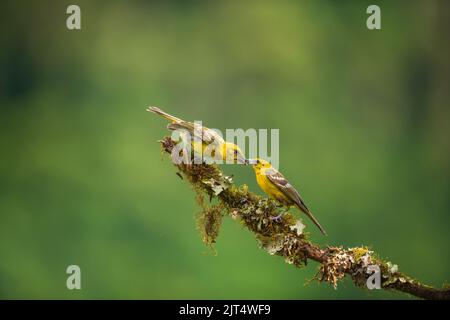 Ein weibliches, flammenfarbenes Tanager füttert ihr Küken, das auf einem Ast in Costa Rica sitzt Stockfoto