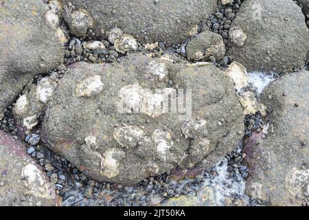 Pacific Oyster, Blue Mussel und Acorn Barnacle auf Rock at Shore, Nordsee, Wattenmeer National Park, Deutschland Stockfoto