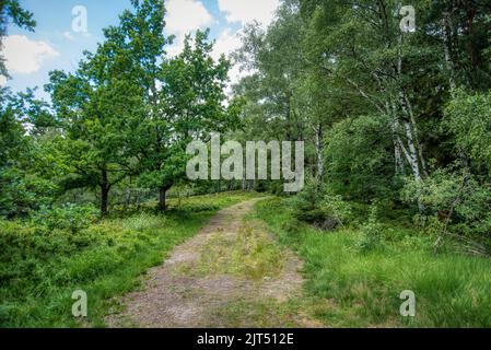 Heide im Teutoburger Wald in Deutschland Stockfoto