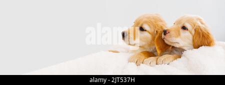 Ein paar niedliche Welpen spielen miteinander. Hovawart Rasse. Niedliche und lustige junge Welpen. Stockfoto
