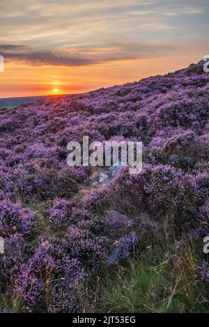 Atemberaubender spätsommerlicher Sonnenaufgang im Peak District über blühenden Heidefeldern rund um Higger Tor und Burbage Edge Stockfoto