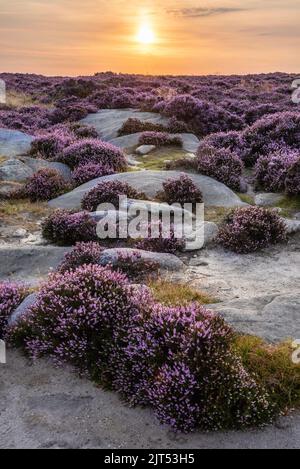 Atemberaubender spätsommerlicher Sonnenaufgang im Peak District über blühenden Heidefeldern rund um Higger Tor und Burbage Edge Stockfoto