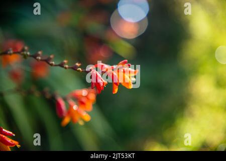 Hintergrund Für Farbenfrohe Blumen. Verschiedene Arten von bunten Blumen Hintergrund. Ein Blumengarten mit vielen Blumen. Ein schönes und frisches Naturfeld i Stockfoto