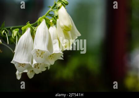 Hintergrund Für Farbenfrohe Blumen. Verschiedene Arten von bunten Blumen Hintergrund. Ein Blumengarten mit vielen Blumen. Ein schönes und frisches Naturfeld i Stockfoto