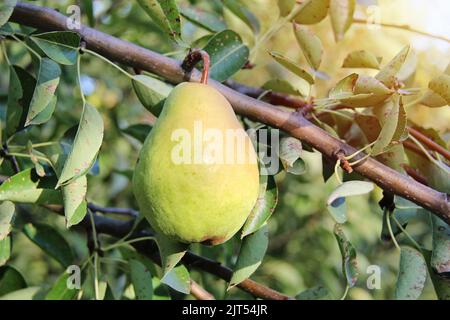 William Pear Fruit hängend vom Baum Zweig Stockfoto