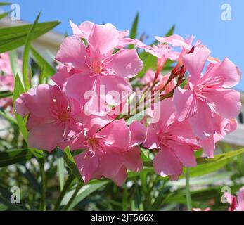 Rosa Oleander-Blüte und die typische Blüte des mediterranen Macchia Südeuropas Stockfoto