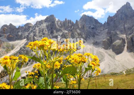 Gelbe Blüten der Arnika montana und der dolomiten im Hintergrund in italien im Sommer Stockfoto