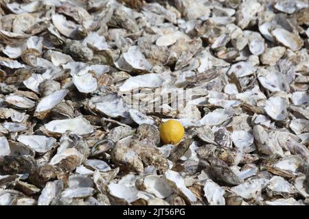 Tausende leere Austernschalen und eine Zitrone am französischen Strand Stockfoto