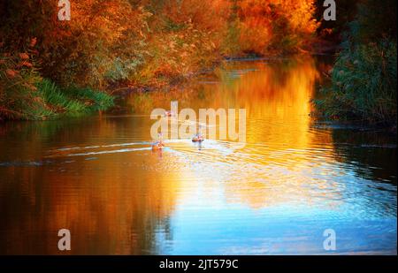 Drei Schwäne schwimmen auf dem Herbstfluss. Künstlerische Verarbeitung, selektiver Fokus Stockfoto