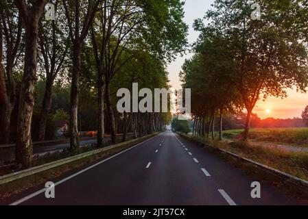 Landschaft einer leeren geraden Straße zwischen zwei Reihen von Bäumen, mit der Sonne aufgeht und die Felder erhellt. Stockfoto