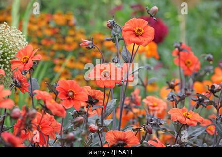 Dahlia 'Bishop of Oxford' in Blüte. Stockfoto