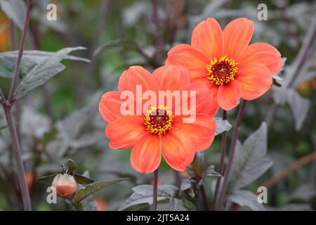 Dahlia 'Bishop of Oxford' in Blüte. Stockfoto