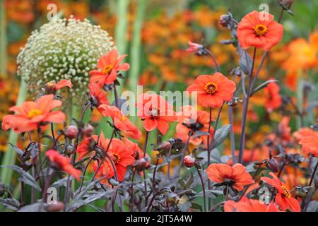 Dahlia 'Bishop of Oxford' in Blüte. Stockfoto