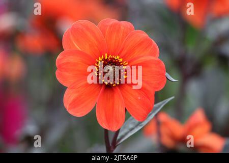 Dahlia 'Bishop of Oxford' in Blüte. Stockfoto