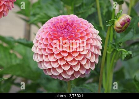 Dahlia 'Jowey Winnie' in Blüte. Stockfoto