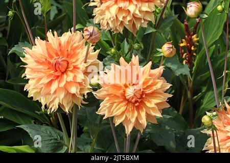 Dahlia 'Hamari Gold' in Blüte. Stockfoto