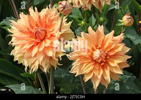 Dahlia 'Hamari Gold' in Blüte. Stockfoto