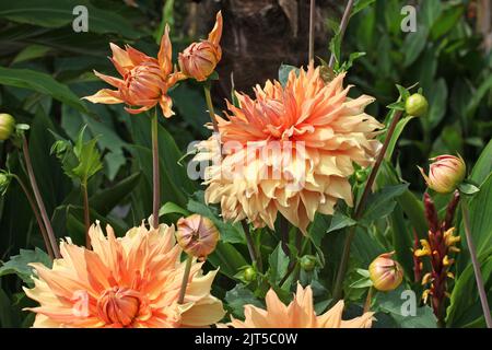 Dahlia 'Hamari Gold' in Blüte. Stockfoto