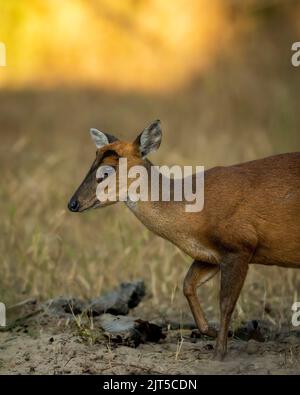 Seitenprofil von bellenden Hirschen oder Muntjac oder indischen Muntjac oder roten Muntjac oder Muntiacus Muntjak Portrait ein Geweih während Outdoor Dschungel Wildlife Safari Stockfoto