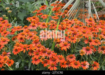 Echinacea Sombrero Adobe Orange in Blüte. Stockfoto