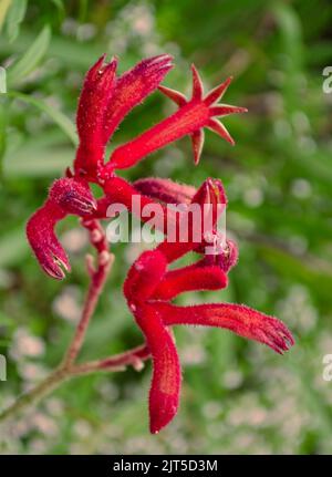 Heiße rosa Kängurupfote Stockfoto