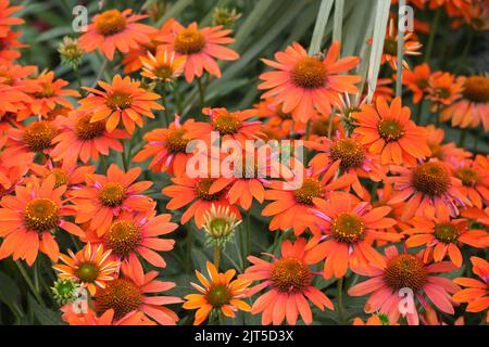 Echinacea Sombrero Adobe Orange in Blüte. Stockfoto