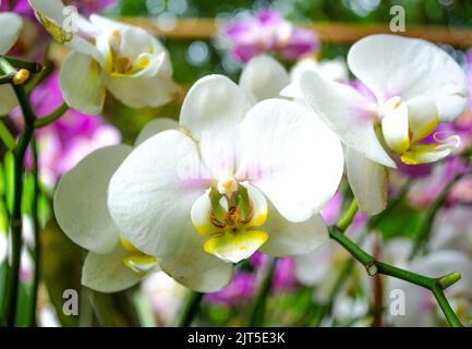 Frühling/Sommer-Motten-Orchideenblüten (Phalaenopsis) Stockfoto