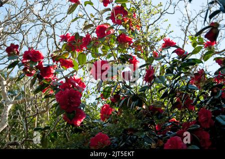 Camelias, Mount Usher Gardens, Mount Usher, Co. Wicklow, Irland. Mount Usher gehört zu den beliebtesten Gärten Irlands, sowohl von Profis als auch von anderen Stockfoto