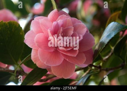 Camelia, Mount Usher Gardens, Mount Usher, Co. Wicklow, Irland. Mount Usher gehört zu den beliebtesten Gärten Irlands, sowohl von Profis als auch von den breiteren P Stockfoto