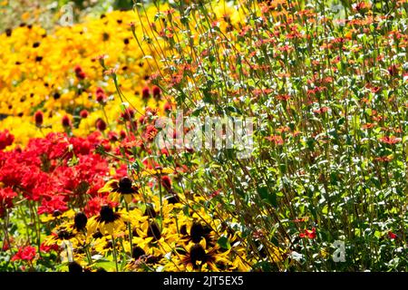 Rote krautige Pflanzen Rote Pelargonien Gelb Rudbeckias Rote peruanische Zinnia in einem Gartenbeet, August Stockfoto