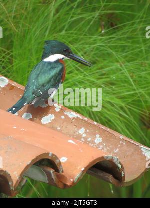 Eine vertikale Nahaufnahme des Eiskönigs, Chloroceryle amazona. Stockfoto