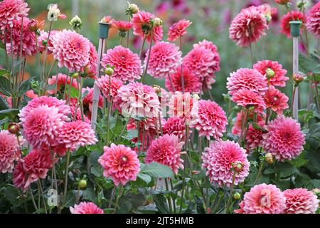 Dahlia „Salmon Runner“ in Blüte Stockfoto