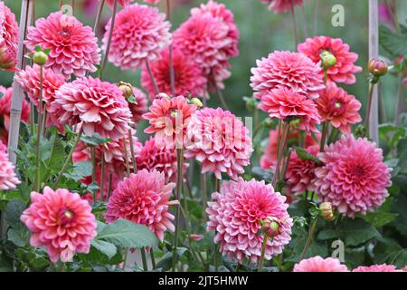 Dahlia „Salmon Runner“ in Blüte Stockfoto