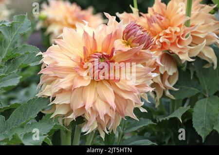 Dahlia 'Aggie White' in Blüte. Stockfoto