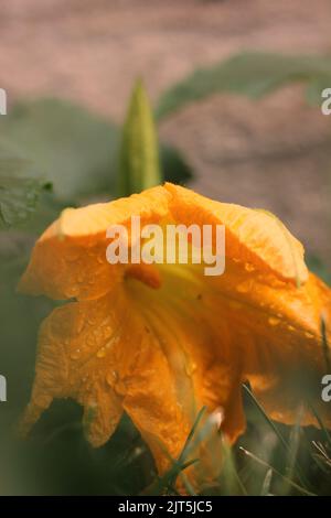 Riesige einzelne Kürbisblume wächst im sonnigen Küchengarten. Stockfoto